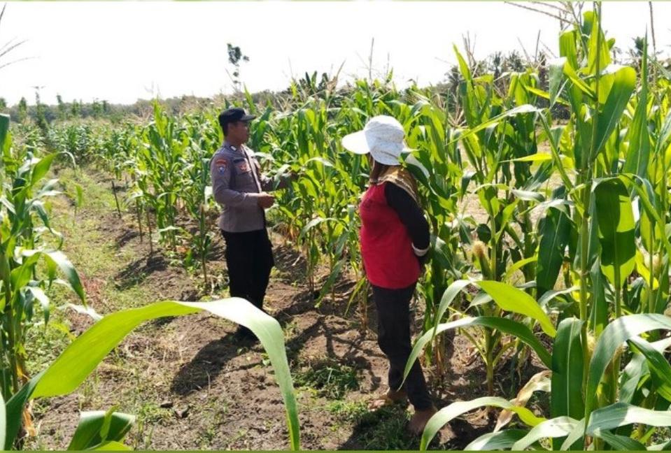Bhabinkamtibmas Polsek Tegaldlimo Dampingi dan Monitor Pertumbuhan Jagung Warga, Dukung Ketahanan Pangan Nasional