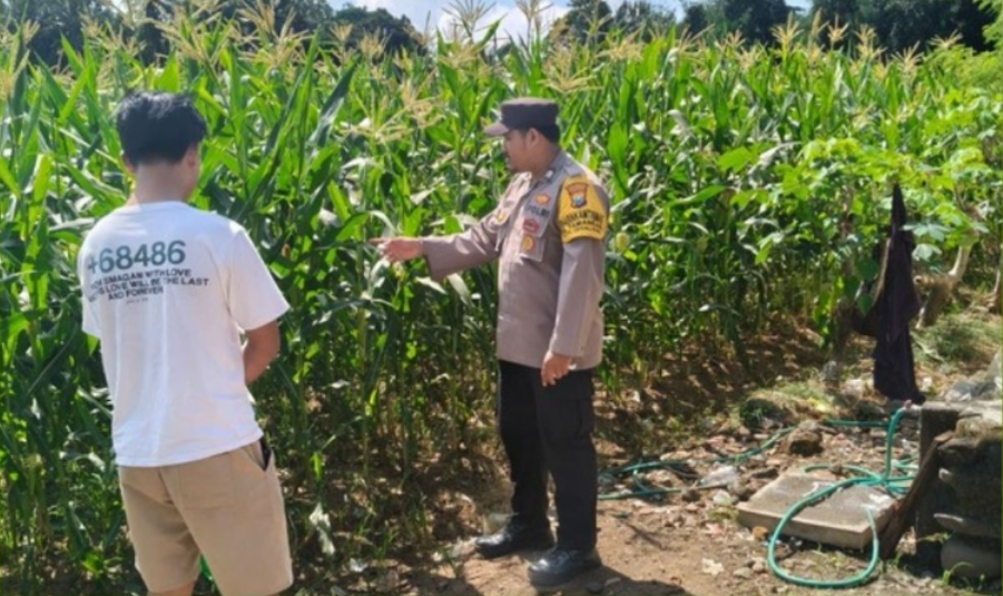 Wujud Nyata Bakti Bhayangkara: Polsek Tegalsari Turun ke Sawah Sukseskan Ketahanan Pangan Menuju Swasembada
